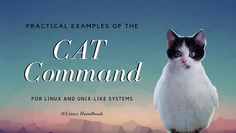 Cat Command in Linux: Essential and Advanced Examples - Techolac