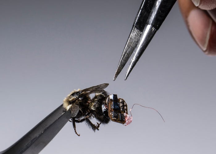 Bees wearing sensors monitor crops using backscatter communication