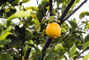 Fruit trees are fun and practical