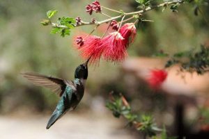 Birds and butterflies make fantastic house visitors