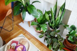 Special Indoor Garden