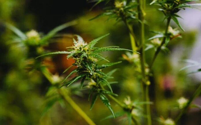 CBD-technology