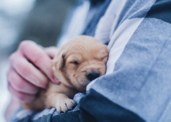 Make Your Veterinary Blog a Valuable Resource – Points to Follow