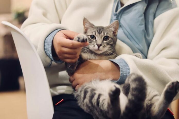 Cat-and-a-veterinarian