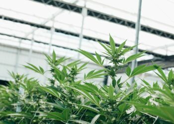 How Veriheal Is Changing the Landscape of Medical Cannabis