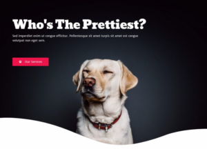 Dog Grooming