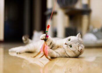 9 Benefits of Shopping for Your Cat Needs Online