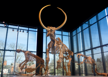 Colossal Biosciences’ Woolly Mammoth De-Extinction Project Backed By the CIA Attracts Investment of $75 Million