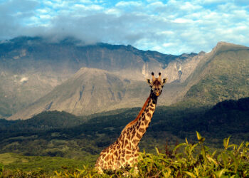Arusha National Park Tour: An Adventure You’ll Cherish Forever