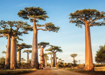 Planning Your Trip to Madagascar: Tips and Essential Information