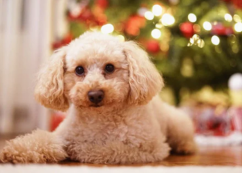 The Ultimate Guide to Choosing the Perfect Pet Travel Carrier Bag