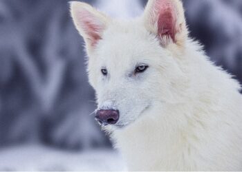 How Ancient DNA Analysis Unlocked the Dire Wolf’s Evolutionary Secrets